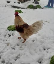 Fundtier Tier-ID 20850