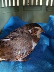 Fundtier Tier-ID 26156