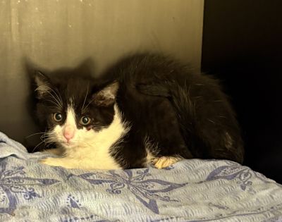 Europäische Hauskatze-Mischling
