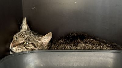 Europäische Hauskatze-Mischling