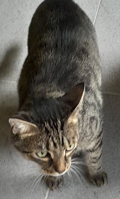 Europäische Hauskatze