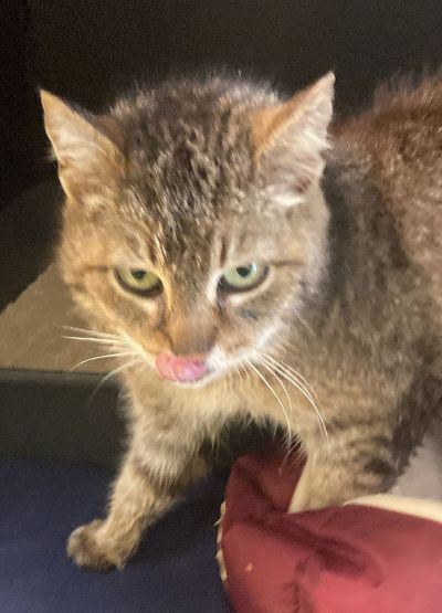 Europäische Hauskatze