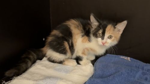 Europäische Hauskatze-Mischling