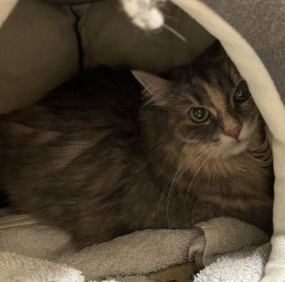 Europäische Hauskatze