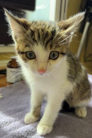 Europäische Hauskatze