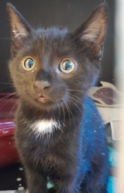 Europäische Hauskatze