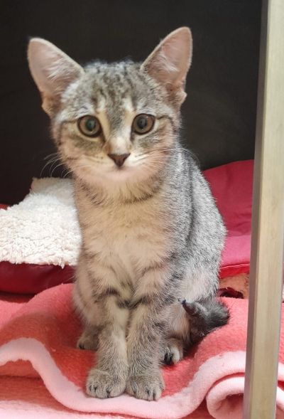 Europäische Hauskatze-Mischling