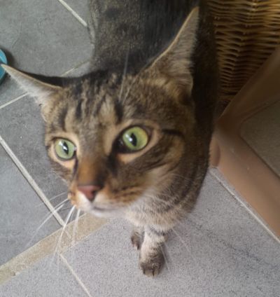 Europäische Hauskatze