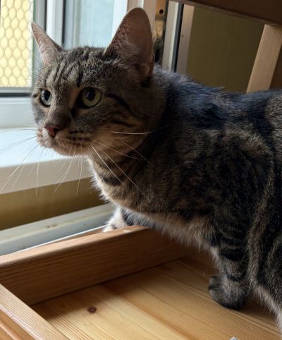 Europäische Hauskatze