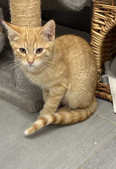 Europäische Hauskatze