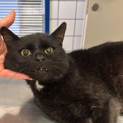 Europäische Hauskatze