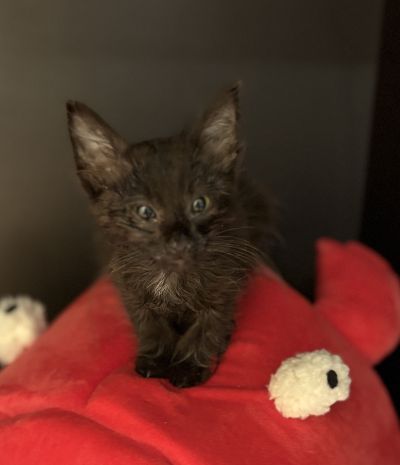 Europäische Hauskatze
