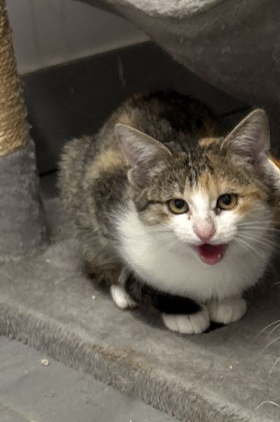 Europäische Hauskatze
