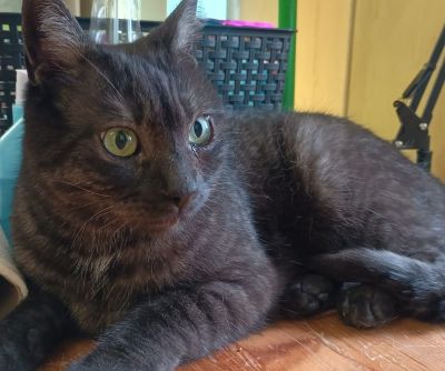 Europäische Hauskatze