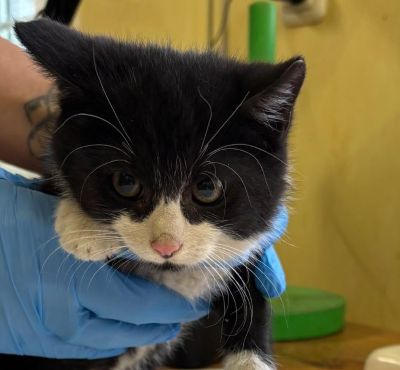 Europäische Hauskatze