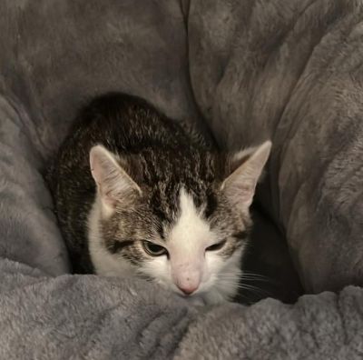Europäische Hauskatze