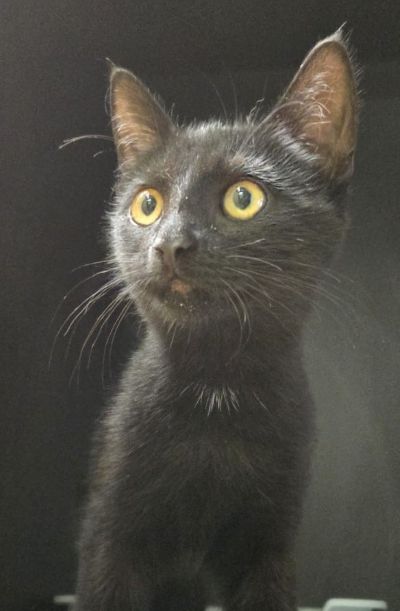 Europäische Hauskatze