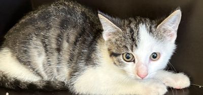 Europäische Hauskatze