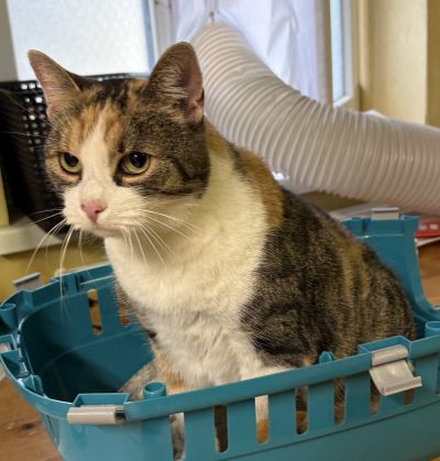 Europäische Hauskatze