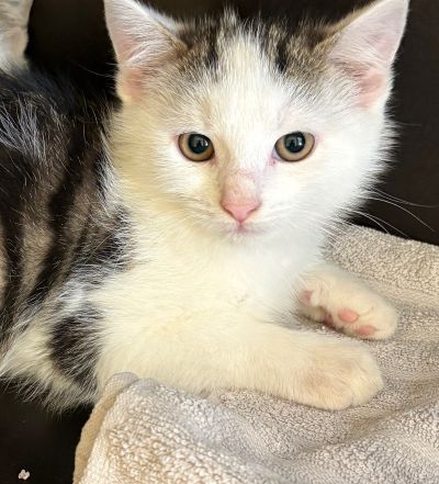 Europäische Hauskatze