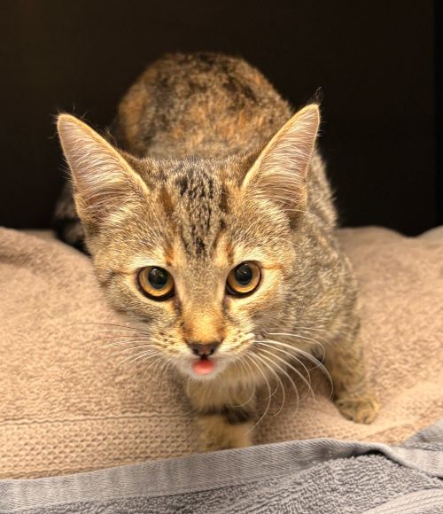 Europäische Hauskatze