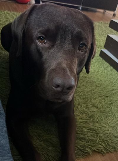 Labrador Retriever