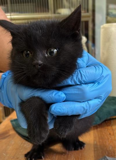 Europäische Hauskatze