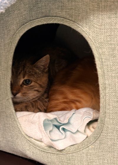 Europäische Hauskatze