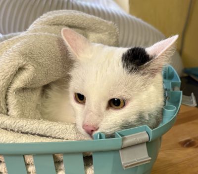 Europäische Hauskatze
