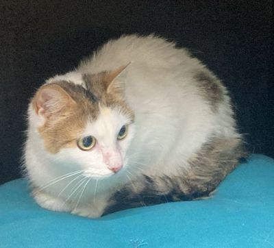 Europäische Hauskatze