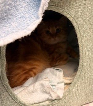 Europäische Hauskatze