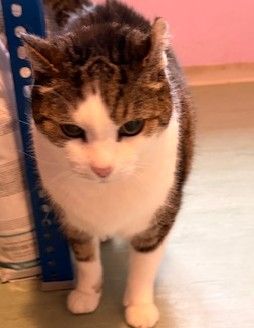 Europäische Hauskatze