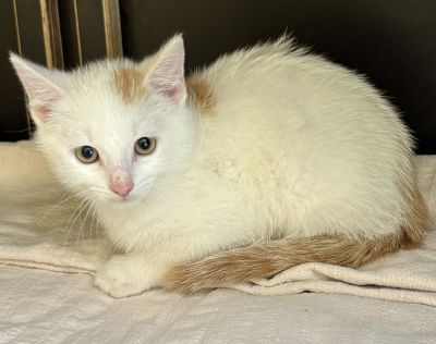 Europäische Hauskatze