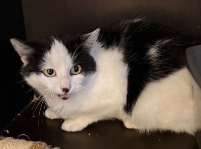 Europäische Hauskatze