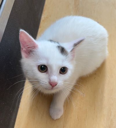 Europäische Hauskatze