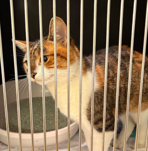 Europäische Hauskatze