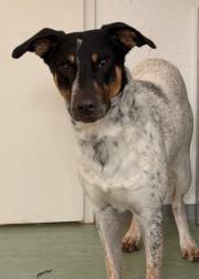 Fundtier Tier-ID 38823