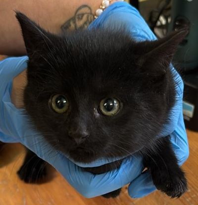 Fundtier Tier-ID 38628