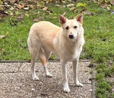 Fundtier Tier-ID 38666