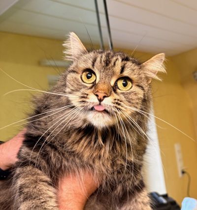 Fundtier Tier-ID 38777