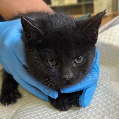 Fundtier Tier-ID 38626