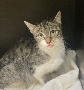 Fundtier Tier-ID 38624