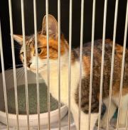 Fundtier Tier-ID 38595