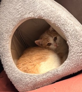 Europäische Hauskatze