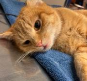 Fundtier Tier-ID 39071