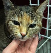 Fundtier Tier-ID 39072