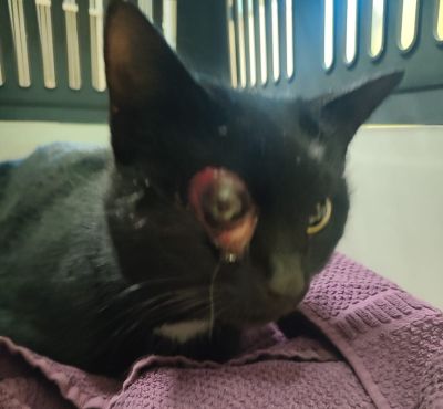 Fundtier Tier-ID 39051