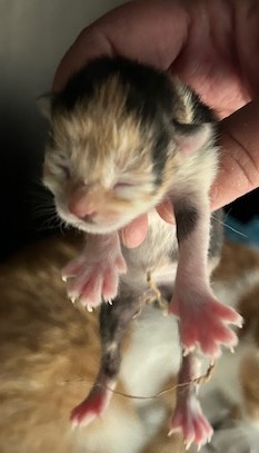 Europäische Hauskatze