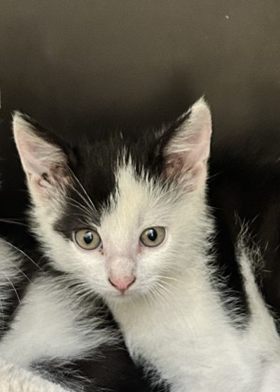 Europäische Hauskatze-Mischling