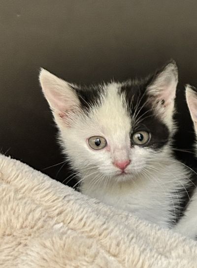Europäische Hauskatze-Mischling